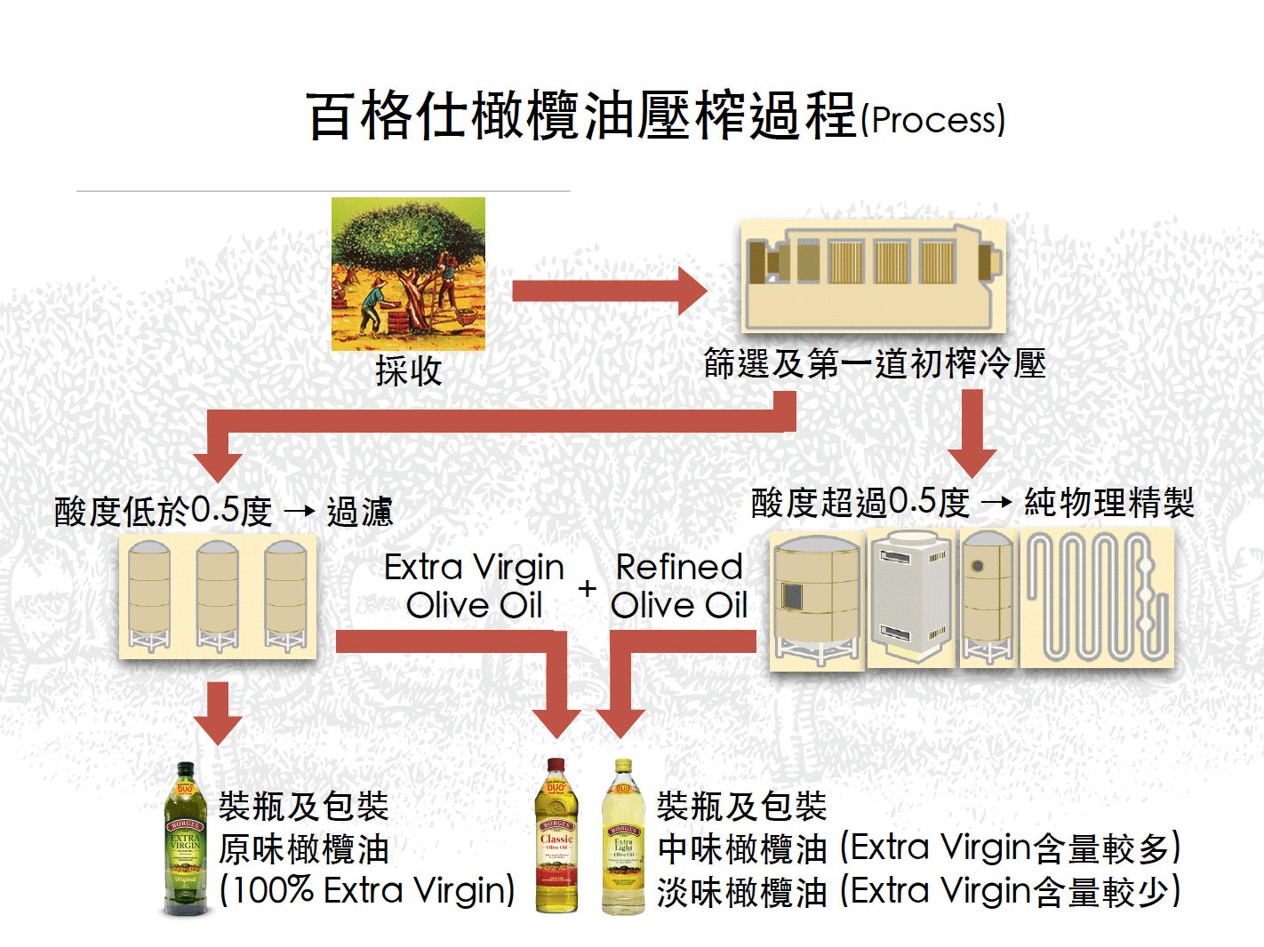 百格仕原味橄欖油壓榨過程