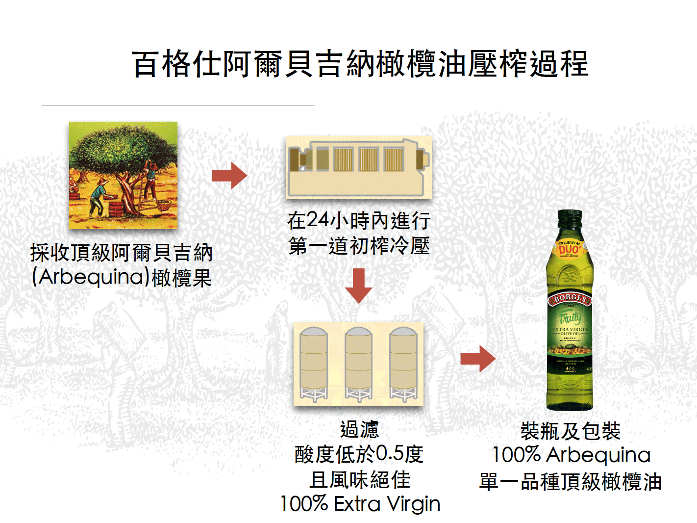 百格仕阿爾貝吉納(Arbequina)橄欖油壓榨過程